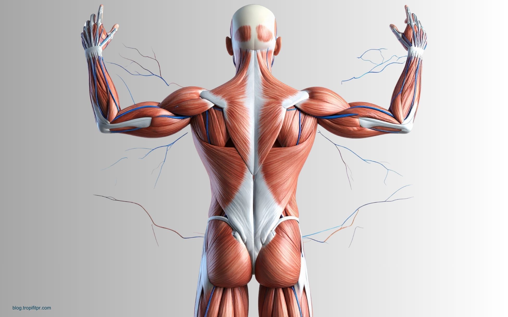 Why Top Nutritionists Can’t Stop Talking About the Fiber-Muscle Link